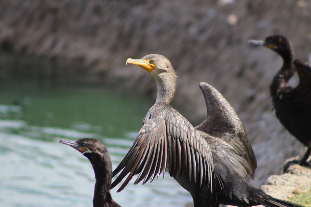 The Cormorant. An eye-opening&nbsp;bird