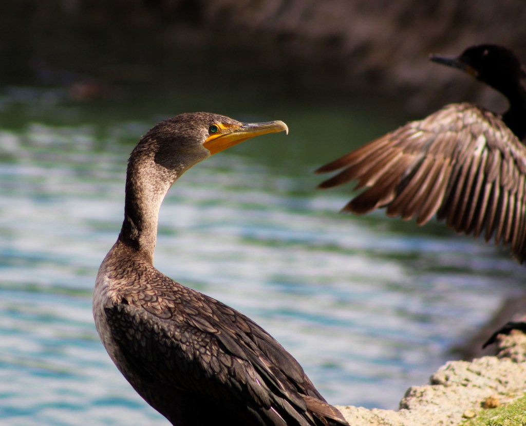 Bird Watching: Capturing Nature’s&nbsp;Beauty