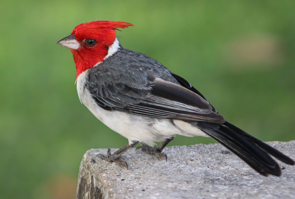 Red Crested Cardinal